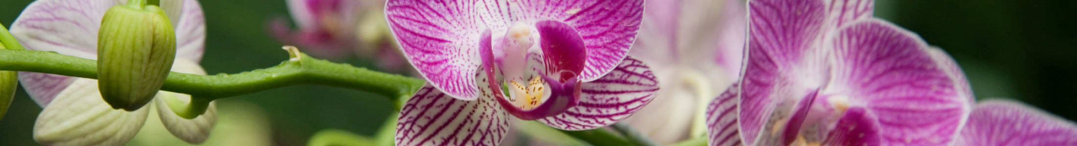 Luxury Flowers, Upscale Floral Designs, Florist Tacoma