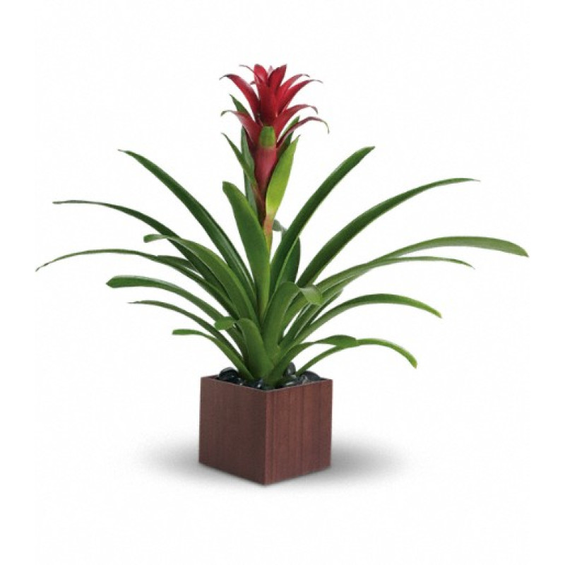 Bromeliad Beauty - Same Day Delivery